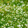 Close-up of Irish Moss showing tiny white flowers rising above fine moss-like green foliage in late spring