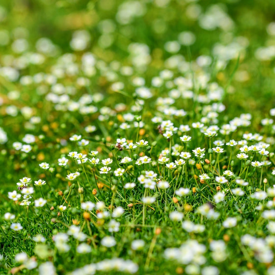 Close-up of Irish Moss showing tiny white flowers rising above fine moss-like green foliage in late spring