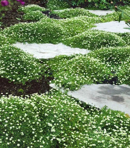 Irish Moss