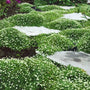 Irish Moss forming a dense emerald ground cover between stepping stones in a garden path with soft evergreen texture