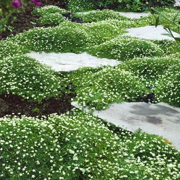 irish moss indoor plant care Irish Moss Ground Cover