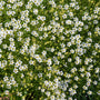 Low-growing Irish Moss mat with dense evergreen cushion habit and fine-textured foliage spreading across the soil surface