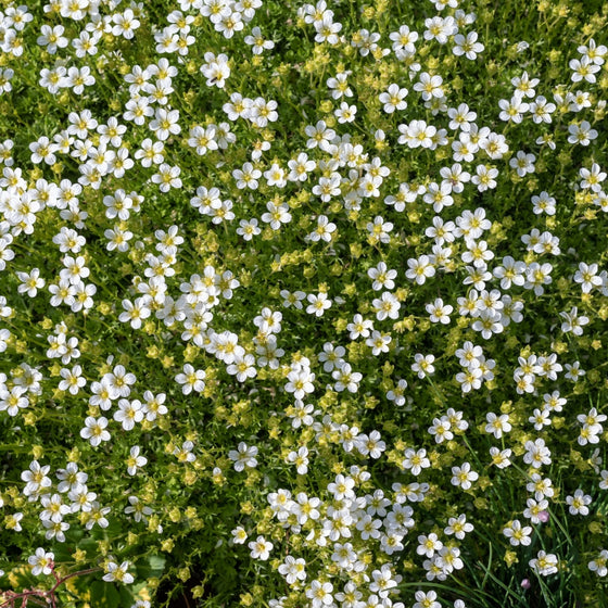 Low-growing Irish Moss mat with dense evergreen cushion habit and fine-textured foliage spreading across the soil surface