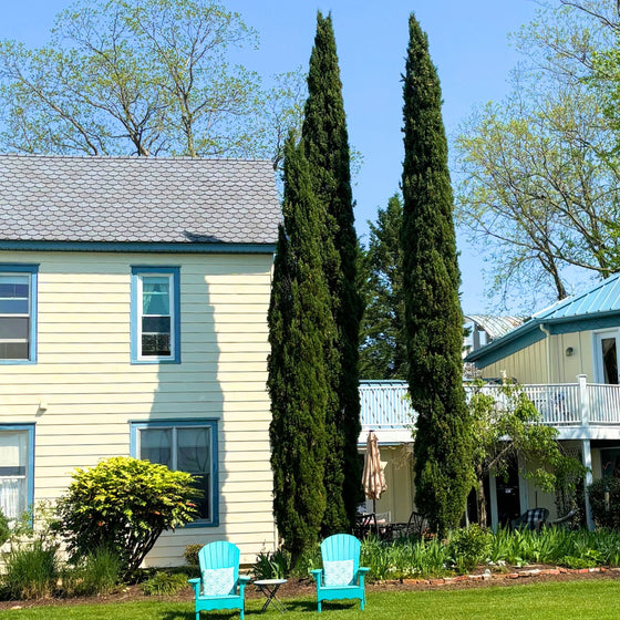 Two tall Italian Cypress trees (Cupressus sempervirens) are prominently featured, standing in front of a house with a pale exterior. The trees are lush with dark green foliage, and there are two light blue Adirondack chairs in the foreground on the lawn.