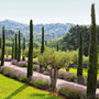 A perfect landscape setting for Italian Cypress in a row lining a walkway among lavender and vibrant green grass in a Mediterranean-style landscape