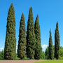 Narrow columnar growth habit of Italian Cypress tree in a sunny Mediterranean-style garden.