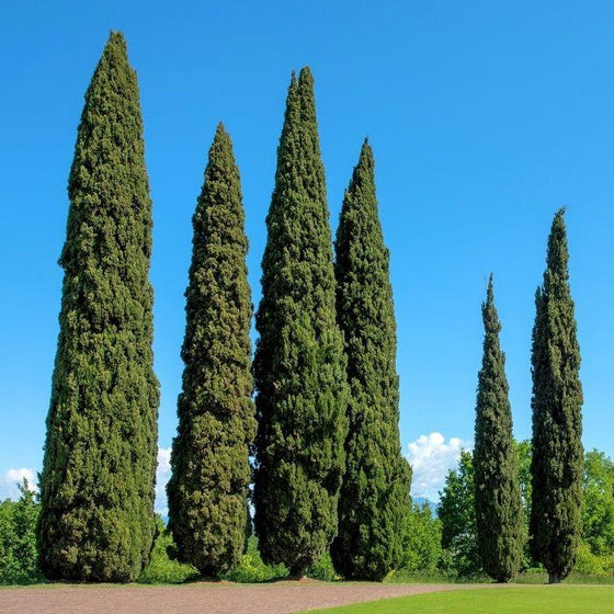 italian cypress tree logo