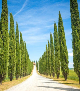 Italian Cypress