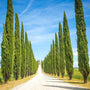 Tall row of Italian Cypress trees forming a formal evergreen privacy screen along a driveway.