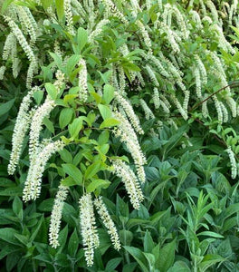 Itea Henry's Garnet