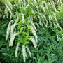 Itea Henrys Garnet Sweetspire Shrubs long white blooms