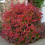 Itea Henrys Garnet Sweetspire Shrubs red fall foliage