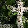 close up white blooms on itea shrub