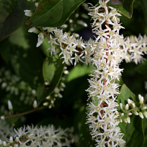 close up white blooms on itea shrub