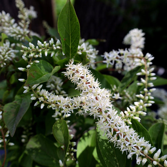 close up itea blooms