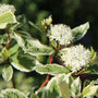 in spring Ivory Halo Dogwood Shrub produce white blooms