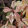 ivory halo dogwood fall foliage red and gold