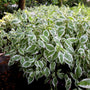 ivory halo dogwood shrub spring foliage