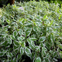 close look at the green and white variegated foliage on Ivory Halo Dogwood Shrubs