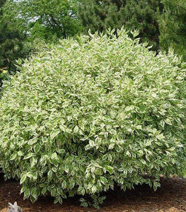 Ivory Halo Dogwood