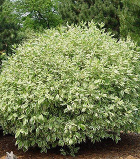 Ivory Halo Dogwood
