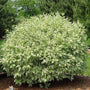 Ivory Halo Dogwood's Bright variegated leaves