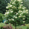 ivory silk lilac trees with white blooms in a mixed garden