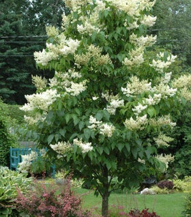 Ivory Silk Lilac Tree