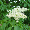 closer look at the creamy white blooms of the ivory silk lilac tree