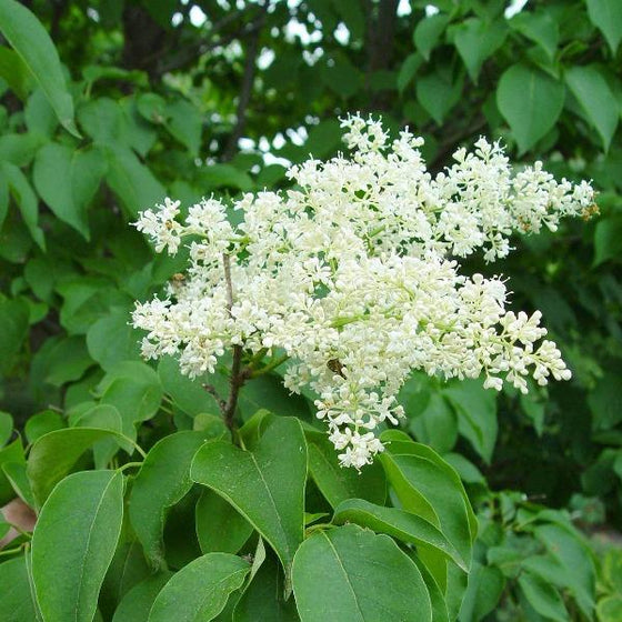 closer look at the creamy white blooms of the ivory silk lilac tree