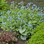 Silver Jack Frost Brunnera foliage brightening a woodland garden with astilbes and Dicentra eximia