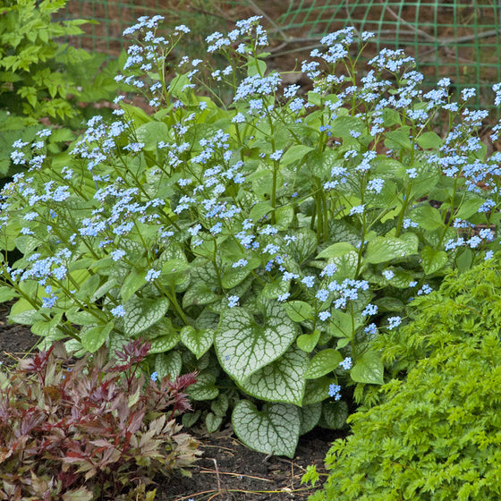 Silver Jack Frost Brunnera foliage brightening a woodland garden with astilbes and Dicentra eximia