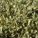 Close up of Ligustrum Jack Frost green and cream foliage