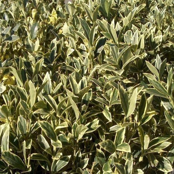 Close up of Ligustrum Jack Frost green and cream foliage