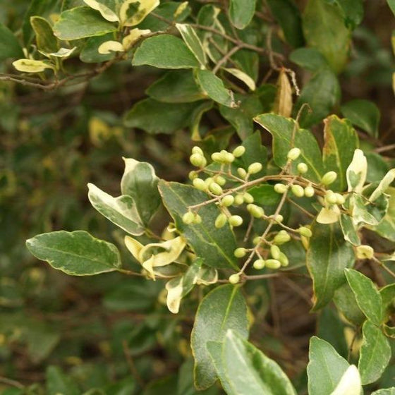Jack Frost Privet Shrub closeup with green leaves and light green berries