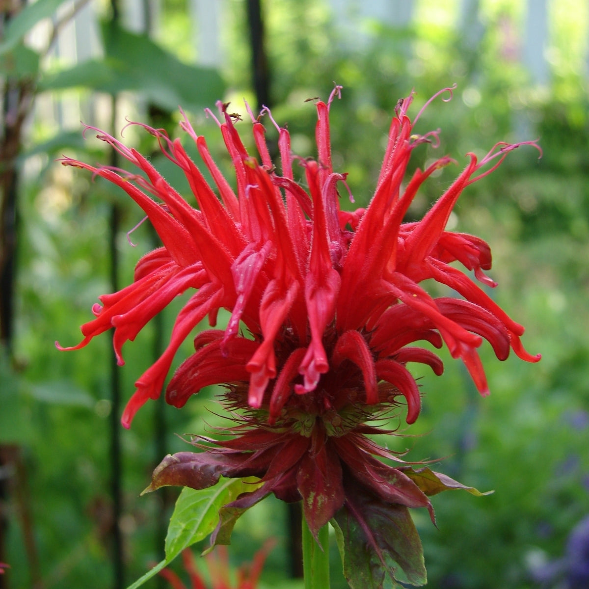 Jacob Cline Bee Balm | Scarlet Red Monarda For Hummingbirds