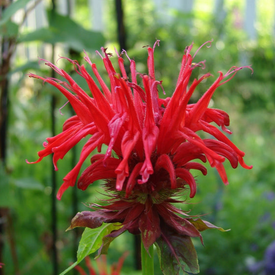 Close-up of Jacob Cline monarda flower, shaggy scarlet-red bloom with tubular petals and rich color, hummingbird-friendly summer nectar.