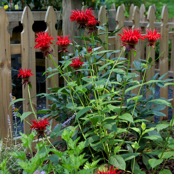 Jacob Cline bee balm habit showing upright stems, aromatic green foliage, and a full clump form about 3–4 ft tall and 2–3 ft wide.
