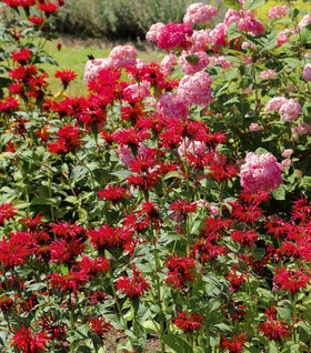 Jacob Cline Bee Balm