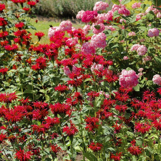 Jacob Cline bee balm with bright scarlet-red flowers attracting hummingbirds