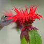 Hummingbird hovering near a red Jacob Cline Bee Balm flower