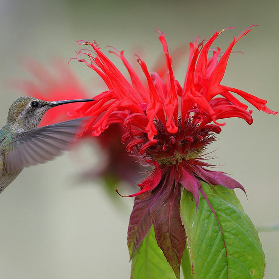 Hummingbird hovering near a red Jacob Cline Bee Balm flower