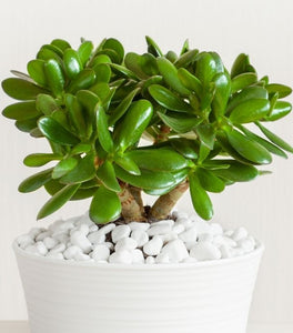 Jade Plant
