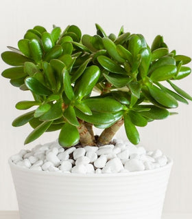 Jade Plant