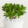 Glossy, thick green leaves of Jade plant for sale at Garden Goods Direct