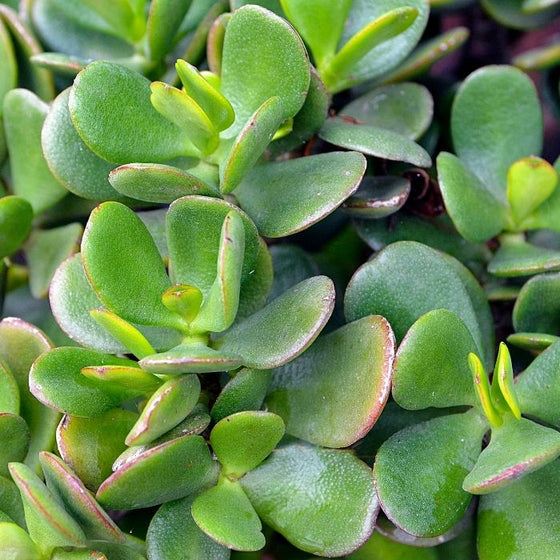Large cluster of Jade succulent house plants displaying fleshy, green foliage