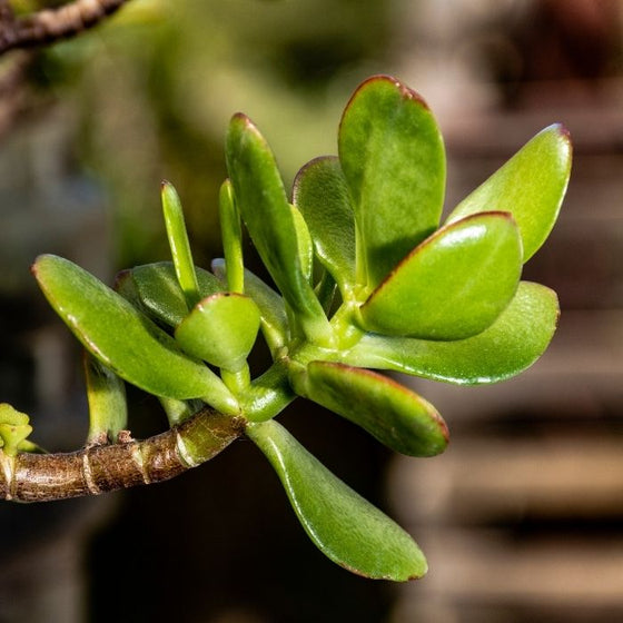 Jade succulent plant's thick stems growing in its natural desert habitat
