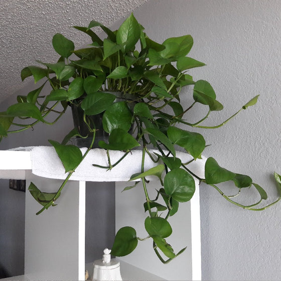 Jade Pothos on a white shelf