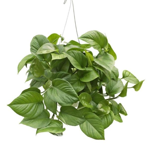 pothos for sale online Pothos