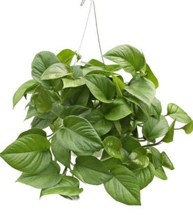 Jade Pothos